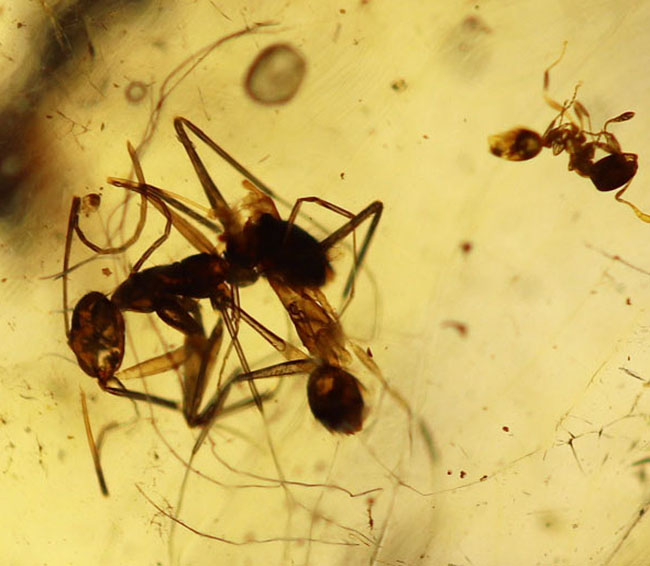 20センチオーバーの特大標本!クモ、アリ、羽虫、ゴキブリ・・・数え切れないほどの虫が包まれています。ビッグサイズ&極太のマダガスカル産のコーパル(Copal)(その16)