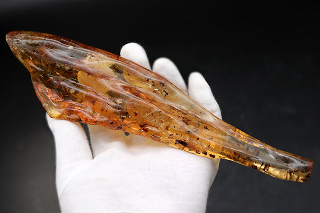 20センチオーバーの特大標本!クモ、アリ、羽虫、ゴキブリ・・・数え切れないほどの虫が包まれています。ビッグサイズ&極太のマダガスカル産のコーパル(Copal)(その3)