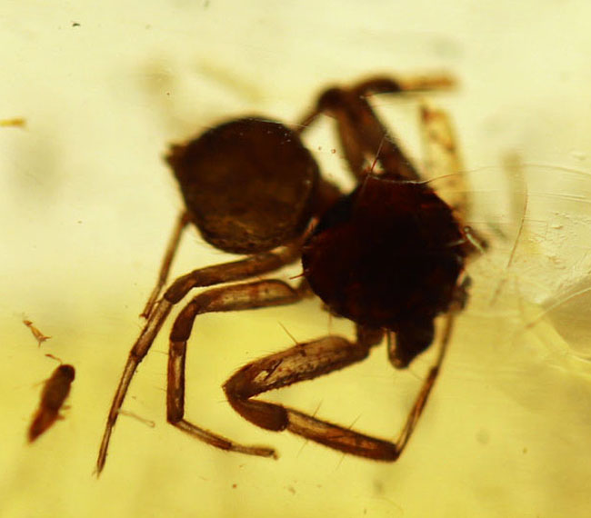 20センチオーバーの特大標本!クモ、アリ、羽虫、ゴキブリ・・・数え切れないほどの虫が包まれています。ビッグサイズ&極太のマダガスカル産のコーパル(Copal)(その4)