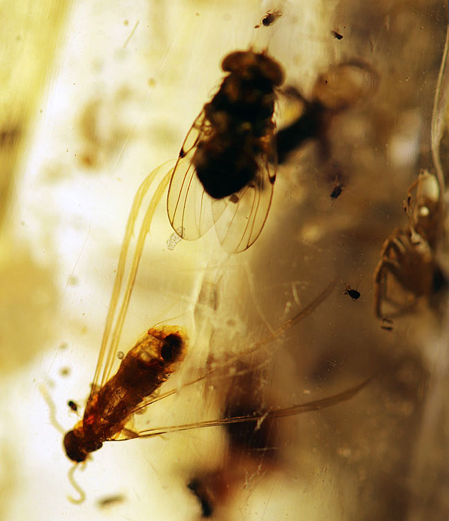 20センチオーバーの特大標本!クモ、アリ、羽虫、ゴキブリ・・・数え切れないほどの虫が包まれています。ビッグサイズ&極太のマダガスカル産のコーパル(Copal)(その5)