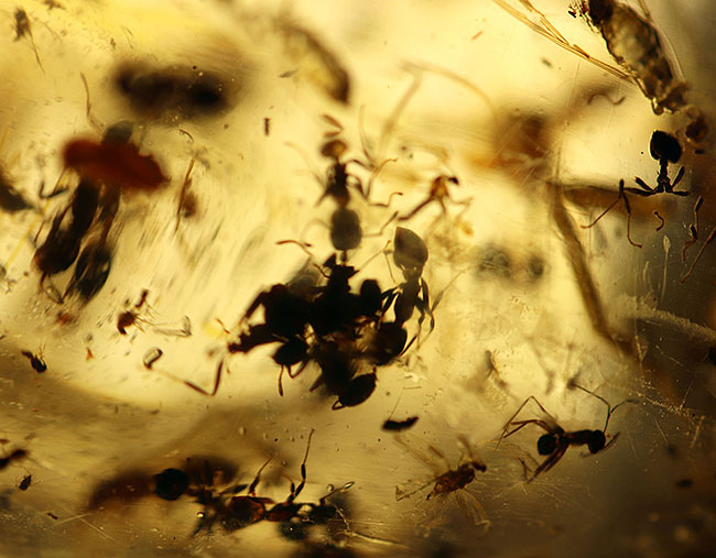 20センチオーバーの特大標本!クモ、アリ、羽虫、ゴキブリ・・・数え切れないほどの虫が包まれています。ビッグサイズ&極太のマダガスカル産のコーパル(Copal)(その8)