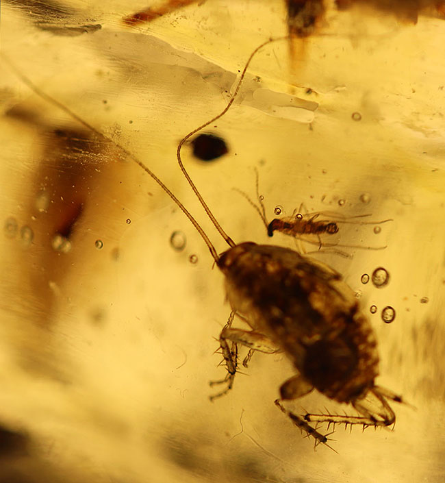 20センチオーバーの特大標本!クモ、アリ、羽虫、ゴキブリ・・・数え切れないほどの虫が包まれています。ビッグサイズ&極太のマダガスカル産のコーパル(Copal)(その9)
