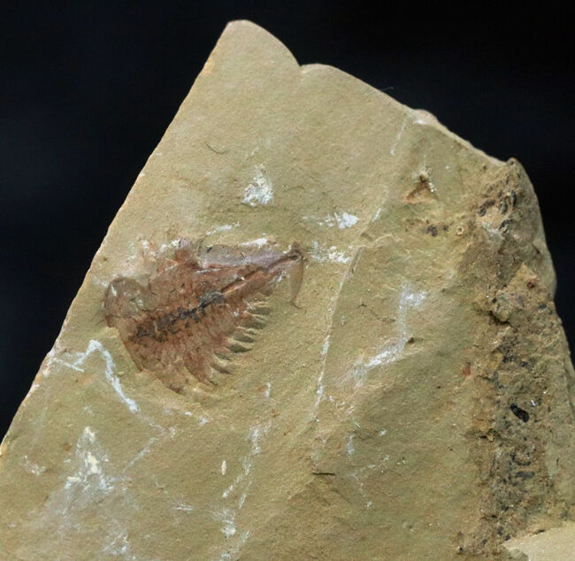 カンブリア爆発!高等生物の始祖の一つ、チェンジャン動物群、ナラオイア(Naraoia spinosa)の化石(その1)