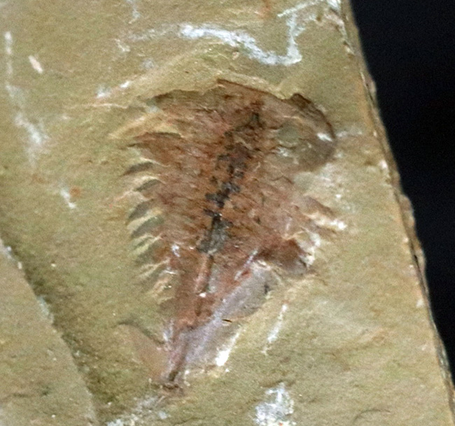 カンブリア爆発!高等生物の始祖の一つ、チェンジャン動物群、ナラオイア(Naraoia spinosa)の化石(その4)