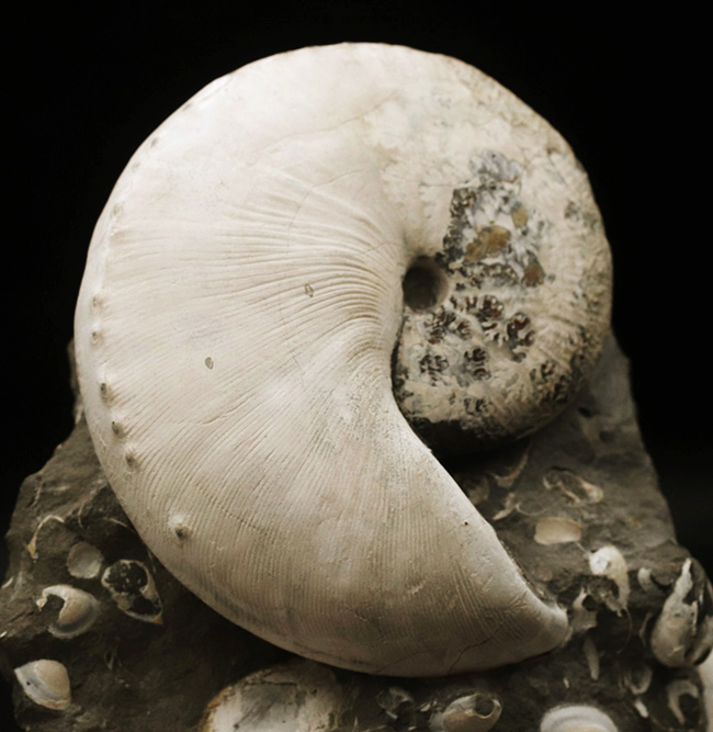 4億年に渡るアンモナイトの歴史の最終進化系、ホプロスカフィテス(Hoploscaphites)の美しき化石(その1)