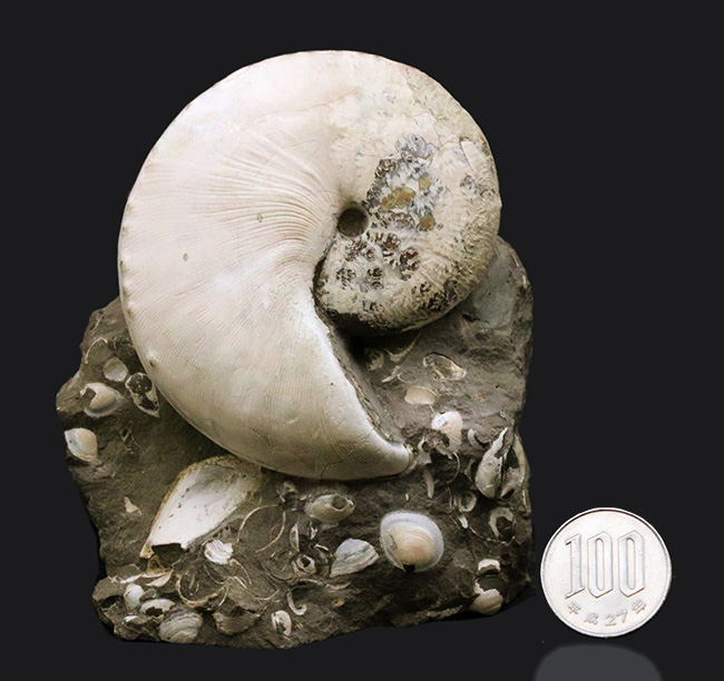 4億年に渡るアンモナイトの歴史の最終進化系、ホプロスカフィテス(Hoploscaphites)の美しき化石(その10)