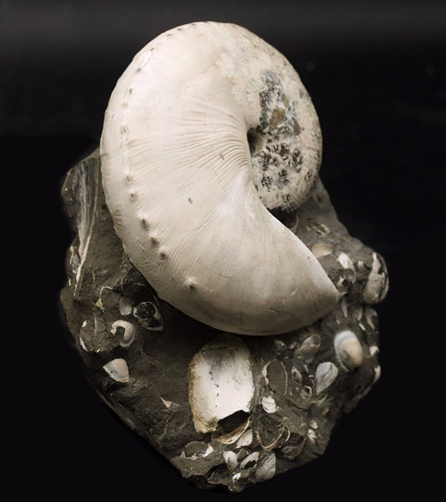 4億年に渡るアンモナイトの歴史の最終進化系、ホプロスカフィテス(Hoploscaphites)の美しき化石(その2)