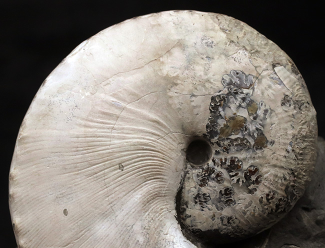 4億年に渡るアンモナイトの歴史の最終進化系、ホプロスカフィテス(Hoploscaphites)の美しき化石(その3)