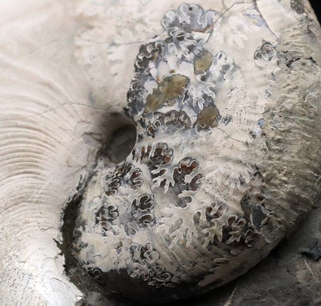 4億年に渡るアンモナイトの歴史の最終進化系、ホプロスカフィテス(Hoploscaphites)の美しき化石(その4)