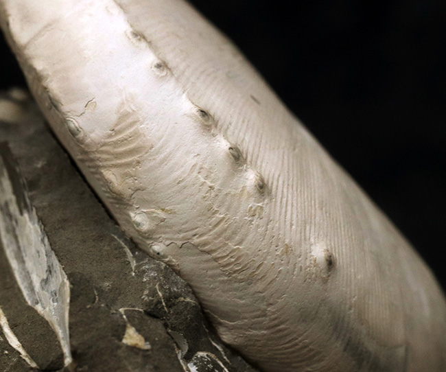 4億年に渡るアンモナイトの歴史の最終進化系、ホプロスカフィテス(Hoploscaphites)の美しき化石(その5)