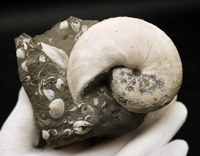 4億年に渡るアンモナイトの歴史の最終進化系、ホプロスカフィテス(Hoploscaphites)の美しき化石(その6)