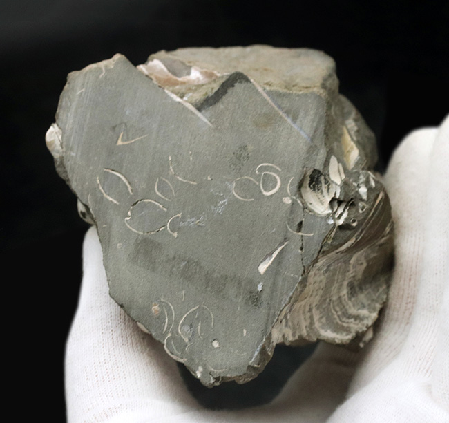 4億年に渡るアンモナイトの歴史の最終進化系、ホプロスカフィテス(Hoploscaphites)の美しき化石(その7)