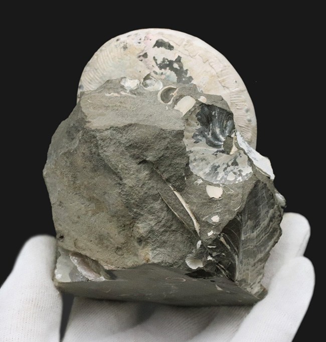 4億年に渡るアンモナイトの歴史の最終進化系、ホプロスカフィテス(Hoploscaphites)の美しき化石(その8)