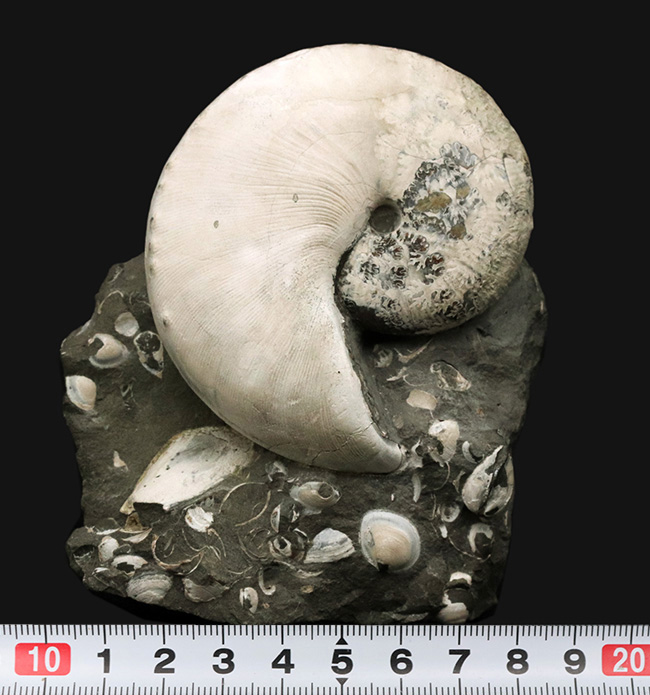 4億年に渡るアンモナイトの歴史の最終進化系、ホプロスカフィテス(Hoploscaphites)の美しき化石(その9)