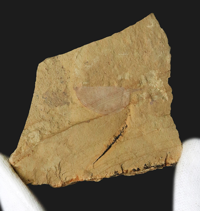 レア！奇々怪々な生物、カンブリアモンスターの一つ、半円形の殻を持ったハンター、関山動物群に属するイソキシス（Isoxys curvirostratus）の化石（その2）