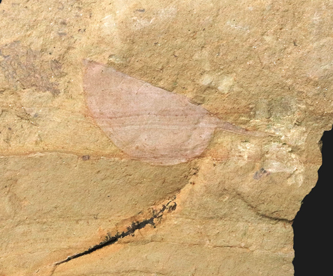 レア！奇々怪々な生物、カンブリアモンスターの一つ、半円形の殻を持ったハンター、関山動物群に属するイソキシス（Isoxys curvirostratus）の化石（その3）