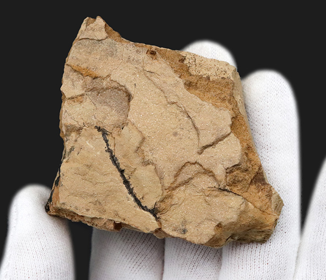 レア！奇々怪々な生物、カンブリアモンスターの一つ、半円形の殻を持っ