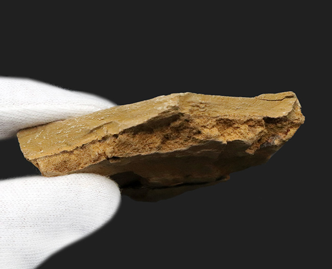 レア！奇々怪々な生物、カンブリアモンスターの一つ、半円形の殻を持ったハンター、関山動物群に属するイソキシス（Isoxys curvirostratus）の化石（その5）
