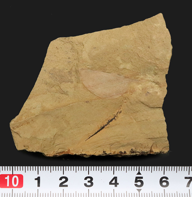 レア！奇々怪々な生物、カンブリアモンスターの一つ、半円形の殻を持ったハンター、関山動物群に属するイソキシス（Isoxys curvirostratus）の化石（その6）