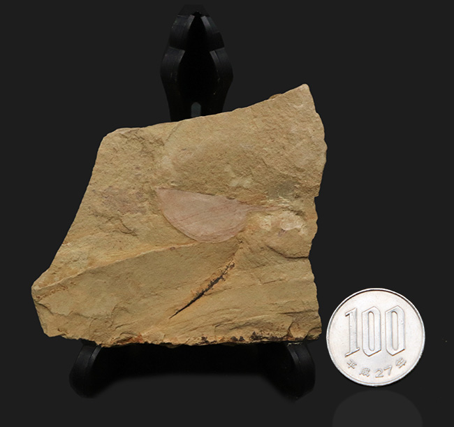 レア！奇々怪々な生物、カンブリアモンスターの一つ、半円形の殻を持ったハンター、関山動物群に属するイソキシス（Isoxys curvirostratus）の化石（その7）