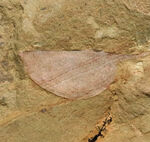 レア！奇々怪々な生物、カンブリアモンスターの一つ、半円形の殻を持ったハンター、関山動物群に属するイソキシス（Isoxys curvirostratus）の化石