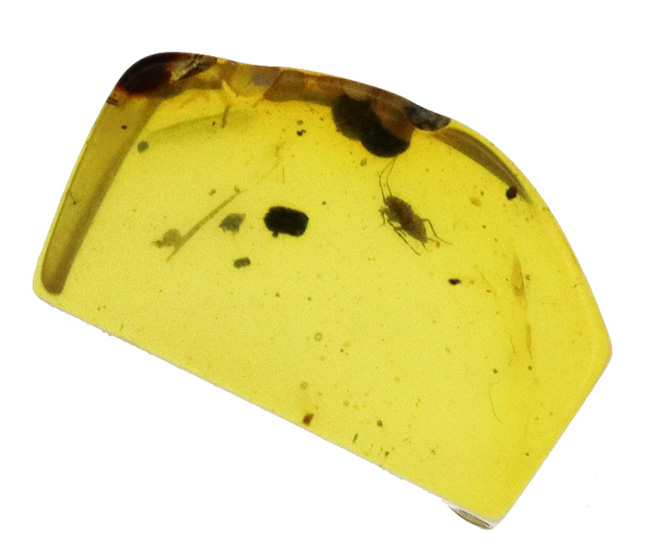 コオロギのような虫が見られます!非常にクリアーな、恐竜時代の琥珀、バーマイト(Burmite)(その2)
