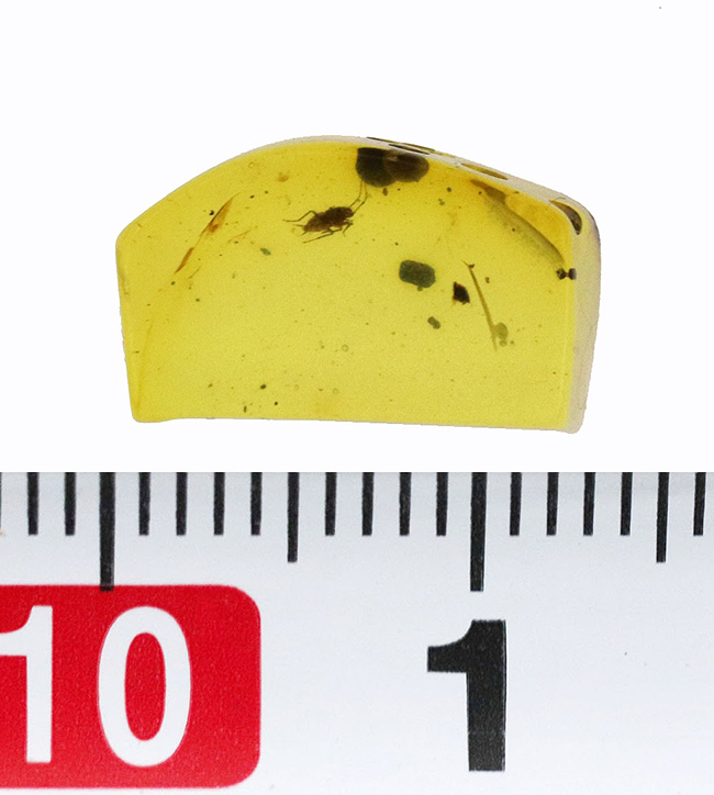 コオロギのような虫が見られます!非常にクリアーな、恐竜時代の琥珀、バーマイト(Burmite)(その7)