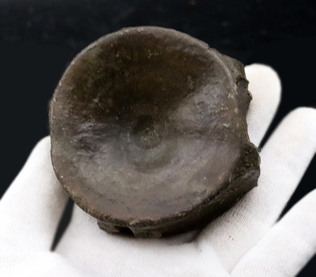 出玉少なく希少！イングランド・ドーセット産、魚竜、イクチオサウルス