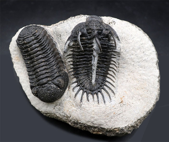 三葉虫の化石