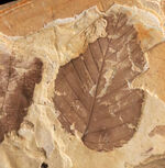 お客様の声　写真