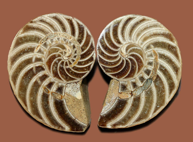 オウムガイの古代絶滅属、キマトセラス（Cymatoceras sp.）のカット＆ポリッシュ標本（その1）