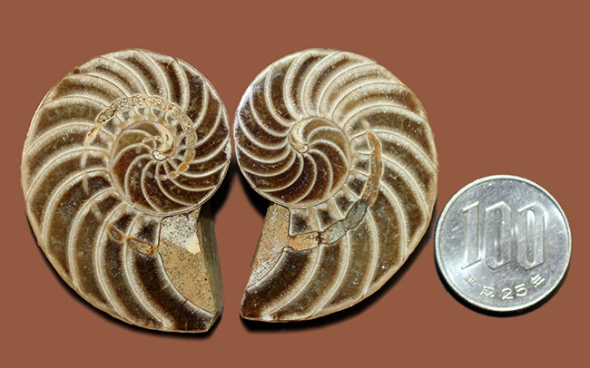 オウムガイの古代絶滅属、キマトセラス(Cymatoceras sp.)のカット&ポリッシュ標本(その10)
