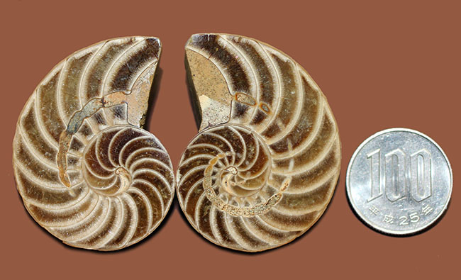 オウムガイの古代絶滅属、キマトセラス(Cymatoceras sp.)のカット&ポリッシュ標本(その11)