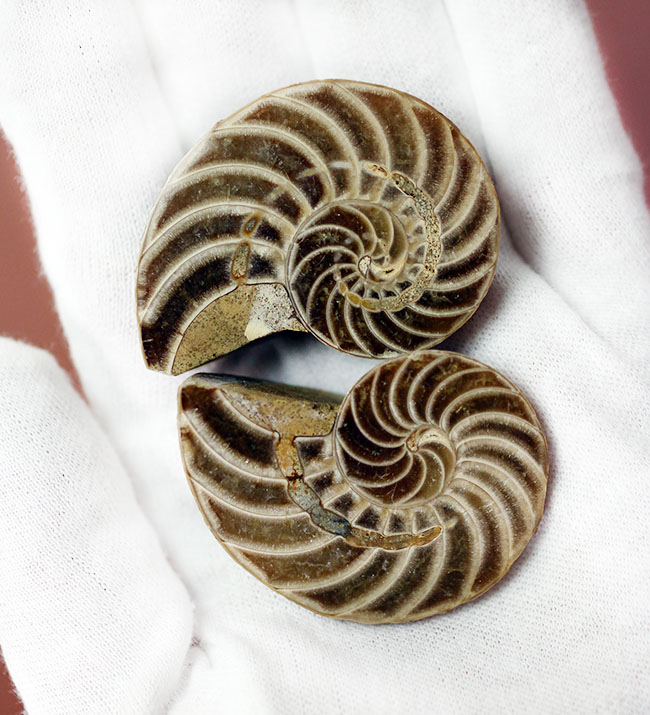 オウムガイの古代絶滅属、キマトセラス(Cymatoceras sp.)のカット&ポリッシュ標本(その2)