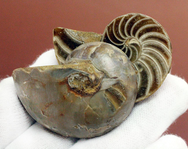 オウムガイの古代絶滅属、キマトセラス(Cymatoceras sp.)のカット&ポリッシュ標本(その3)