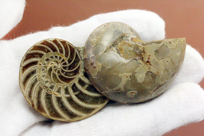 オウムガイの古代絶滅属、キマトセラス(Cymatoceras sp.)のカット&ポリッシュ標本(その4)
