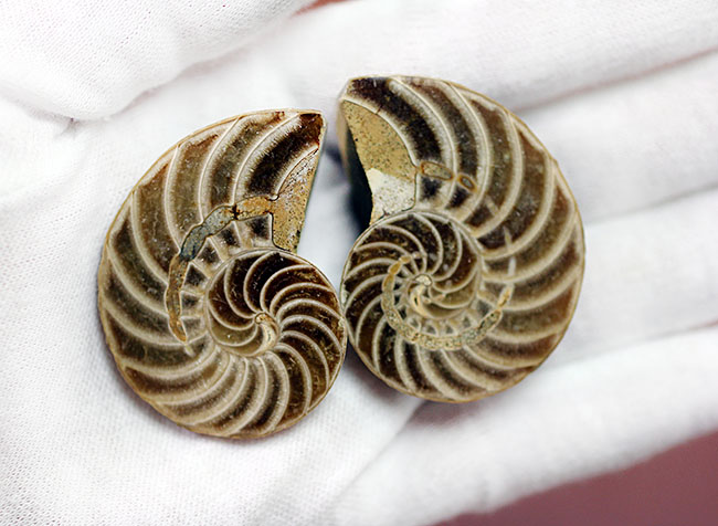 オウムガイの古代絶滅属、キマトセラス(Cymatoceras sp.)のカット&ポリッシュ標本(その5)