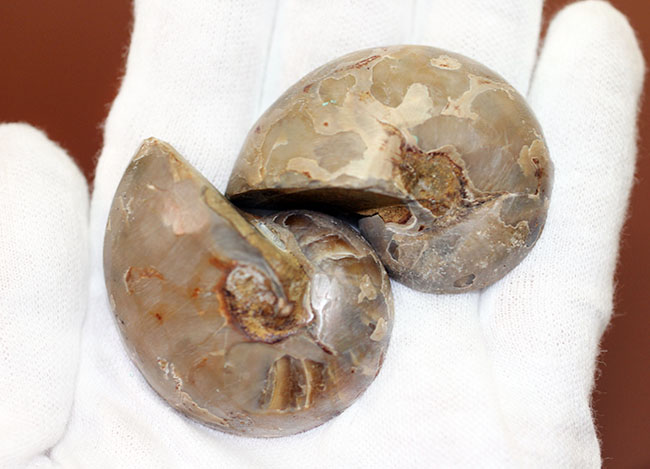 オウムガイの古代絶滅属、キマトセラス(Cymatoceras sp.)のカット&ポリッシュ標本(その6)