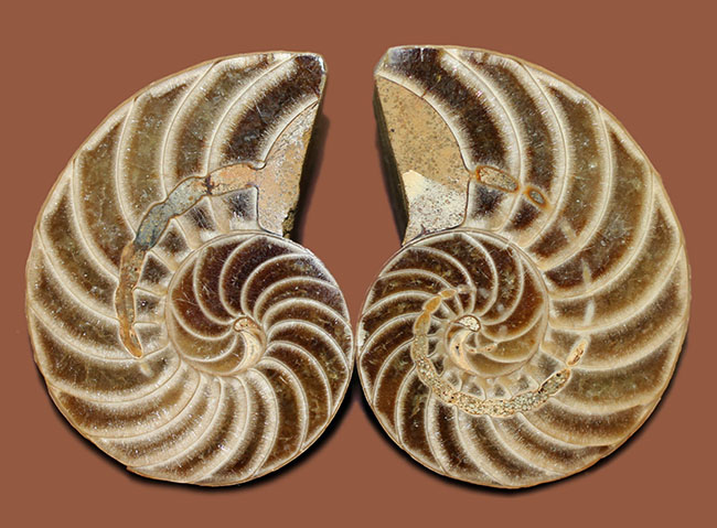 オウムガイの古代絶滅属、キマトセラス（Cymatoceras sp.）のカット＆ポリッシュ標本（その8）