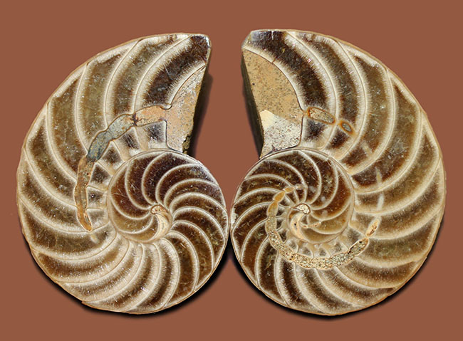オウムガイの古代絶滅属、キマトセラス(Cymatoceras sp.)のカット&ポリッシュ標本(その8)