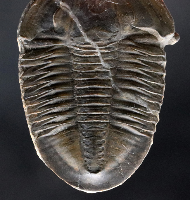米国ユタ州ウィーラー層の変わり種、カンブリア紀中期の三葉虫、アサフィスカス・ウェーレリ（Asaphiscus wheeleri）（その2）