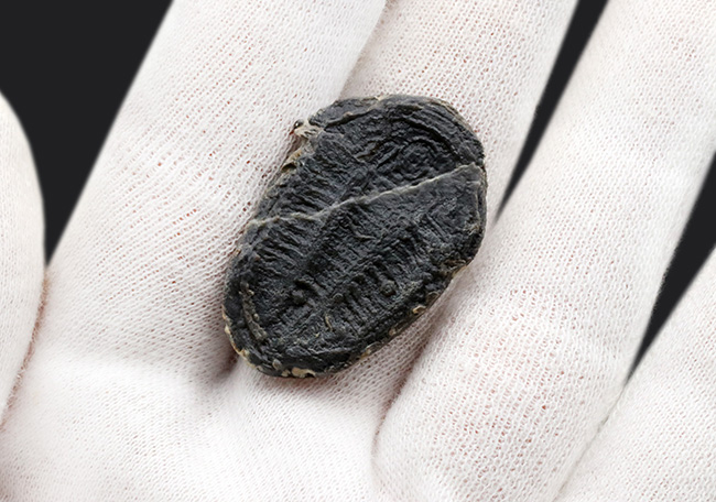米国ユタ州ウィーラー層の変わり種、カンブリア紀中期の三葉虫、アサフィスカス・ウェーレリ(Asaphiscus wheeleri)(その4)