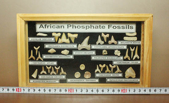 サメの歯ズラリ、モササウルス歯もみられる木箱入り化石標本セット（３５個入）/詳しくは商品説明をご確認ください【ot1074】