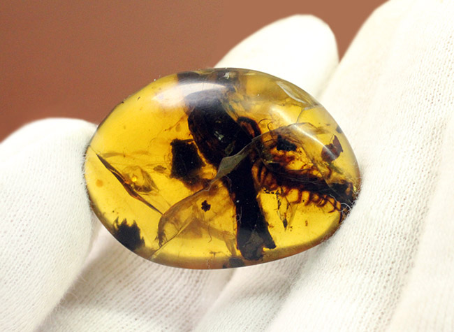 マスターピース！恐竜時代のムカデが内包された希少なビルマ琥珀 化石 販売