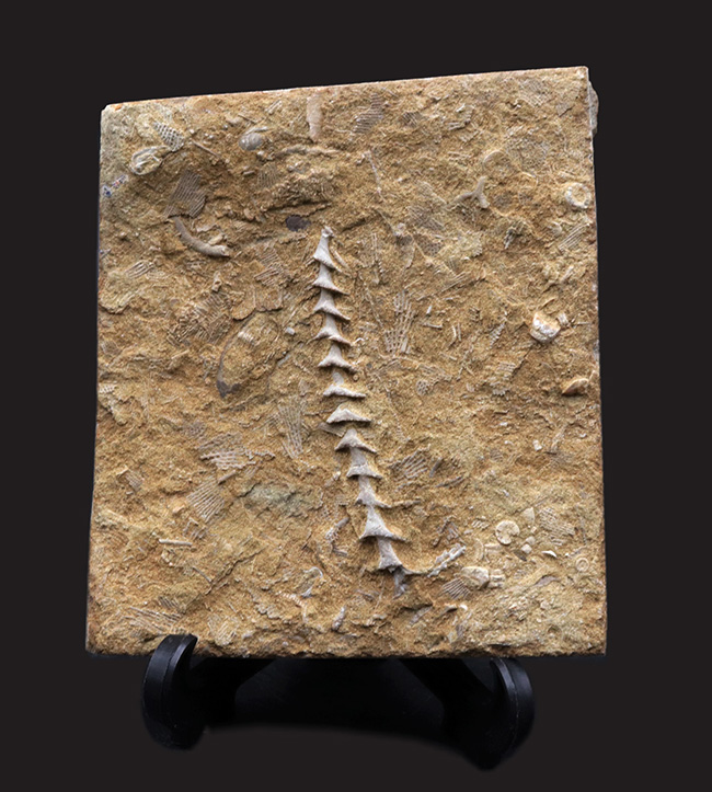 古代のネジ！米国アラバマ州北部で採集された、賢人の名を頂く、アルキメデス（Archimedes）の上質化石（その1）