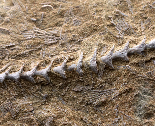古代のネジ!米国アラバマ州北部で採集された、賢人の名を頂く、アルキメデス(Archimedes)の上質化石(その3)