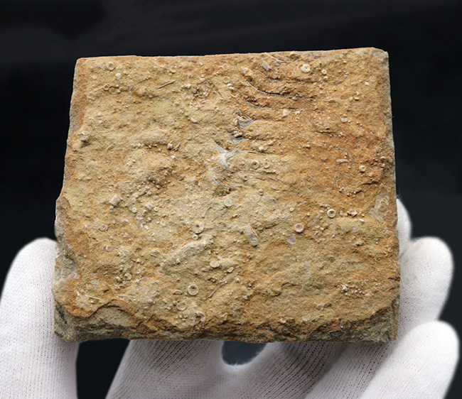 古代のネジ！米国アラバマ州北部で採集された、賢人の名を頂く、アルキメデス（Archimedes）の上質化石（その4）