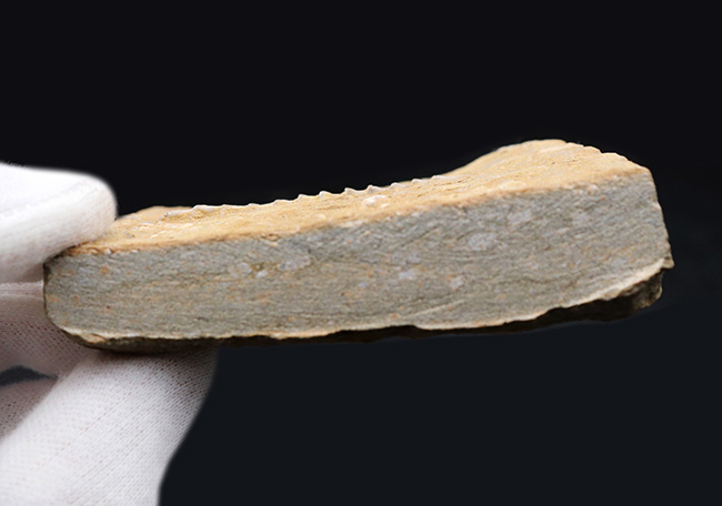 古代のネジ！米国アラバマ州北部で採集された、賢人の名を頂く、アルキメデス（Archimedes）の上質化石（その5）