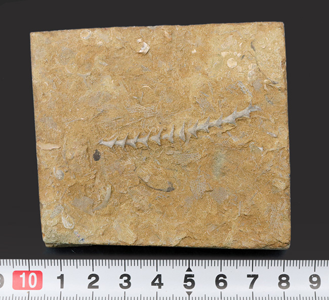 古代のネジ!米国アラバマ州北部で採集された、賢人の名を頂く、アルキメデス(Archimedes)の上質化石(その6)