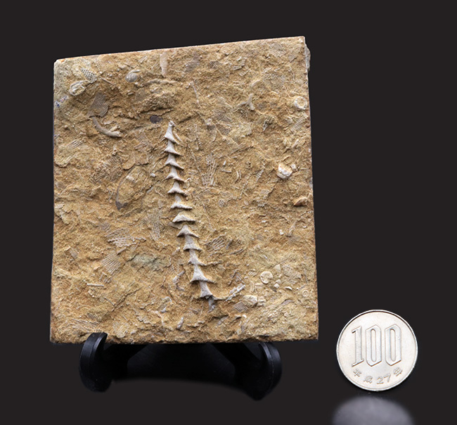 古代のネジ!米国アラバマ州北部で採集された、賢人の名を頂く、アルキメデス(Archimedes)の上質化石(その7)